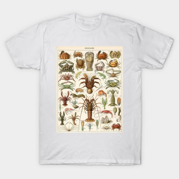 Crustacea T-Shirt by MichaelaGrove